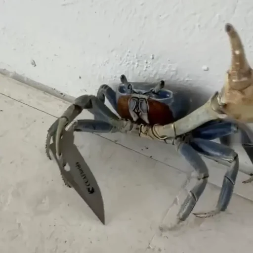 $CRABBO pfp